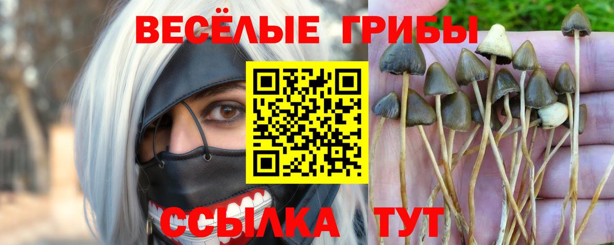 Псилоцибиновые грибы GOLDEN TEACHER  Псилоцибиновые грибы Cubensis  Сочи  Вход с VPN 